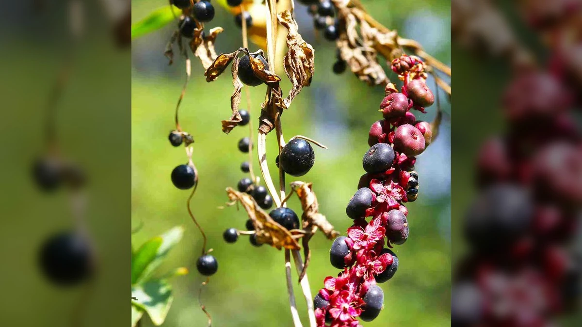 Plantas que engañan a las aves con frutos falsos: el ingenioso truco de supervivencia de un ñame silvestre - image 1