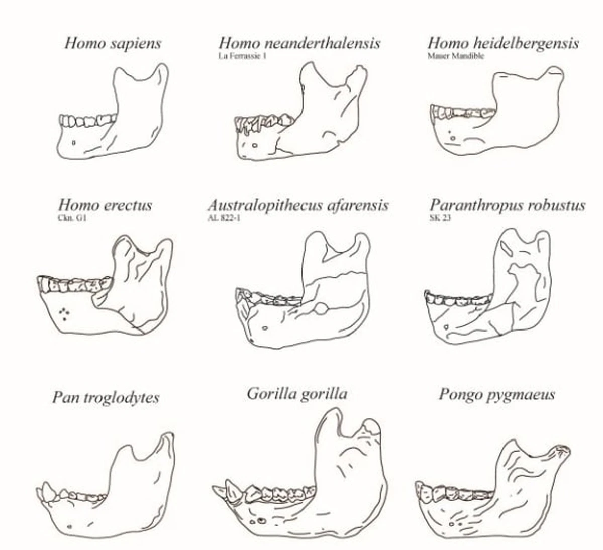 El misterio del mentón: por qué los humanos lo tenemos y los científicos siguen sin respuesta - image 1