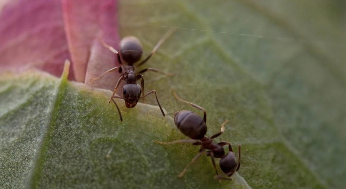 Las hormigas que solo tienen reinas: el sorprendente descubrimiento en Japón