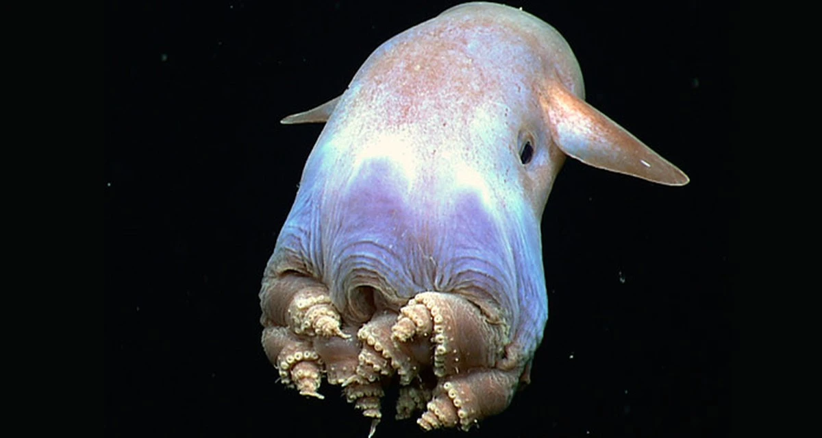 5 criaturas con los tentáculos más largos del mundo que te dejarán sin aliento - image 1