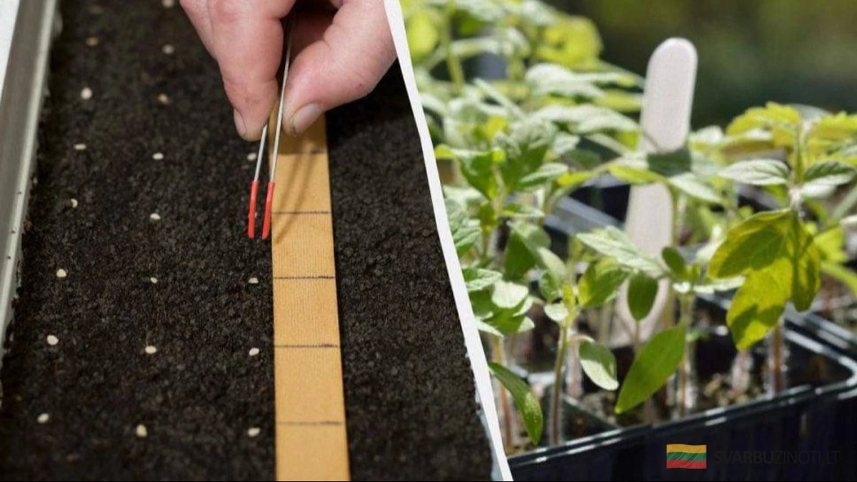 Siembra de tomates en febrero de 2026: fechas clave para trasplantes exitosos