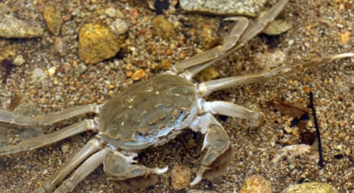 El secreto peludo de los ríos: cómo un incómodo inmigrante está desestabilizando Europa