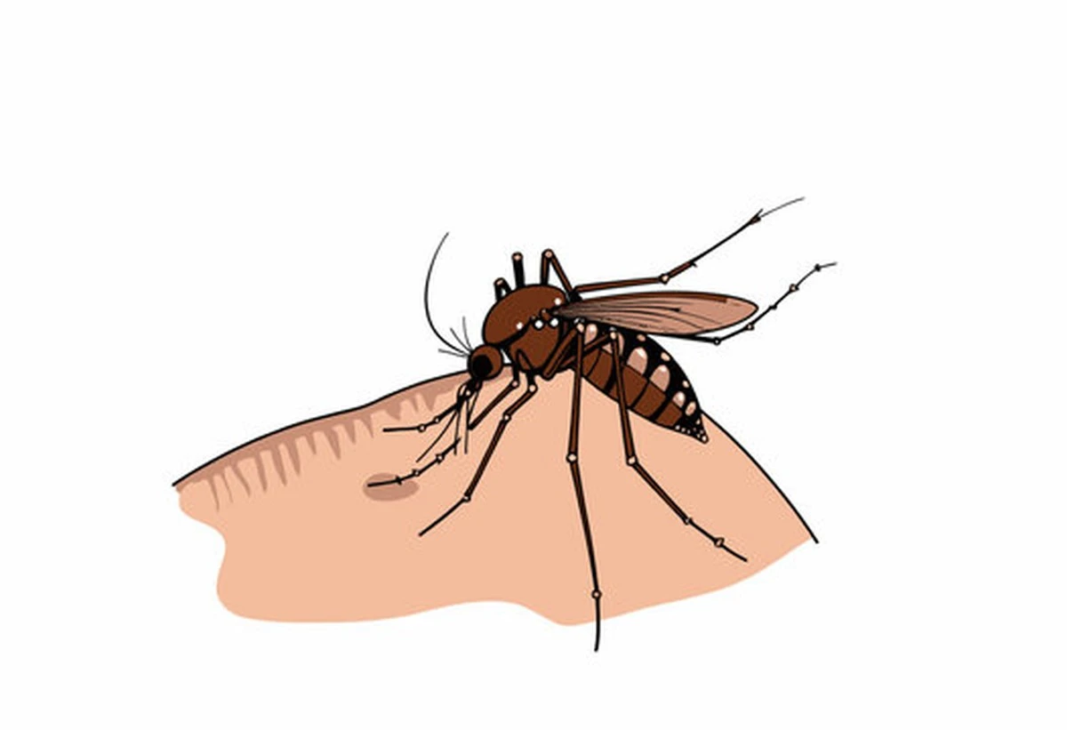 ¿Por qué los mosquitos te eligen a ti? El secreto está en tu olor único. - image 1