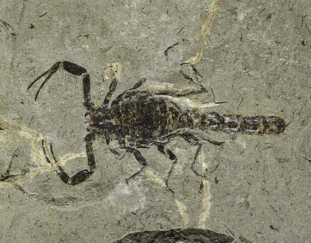 unescorpionfosi-extra-1.webp Un escorpión fosilizado de 125 millones de años revela secretos del Cretácico - image 1