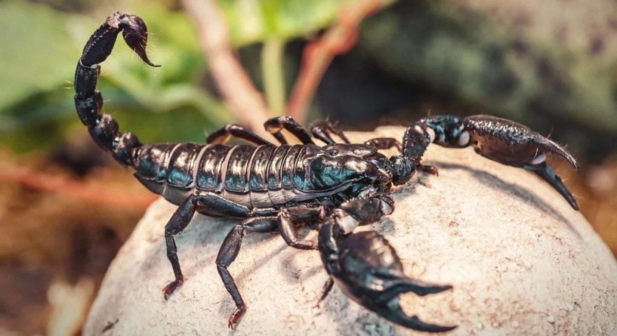 Un escorpión fosilizado de 125 millones de años revela secretos del Cretácico