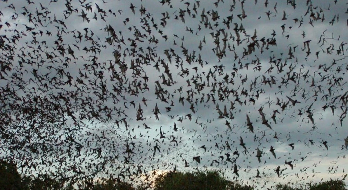 Уганда: звериная охота в пещере — ключ к разгадке передачи вируса Марбург?