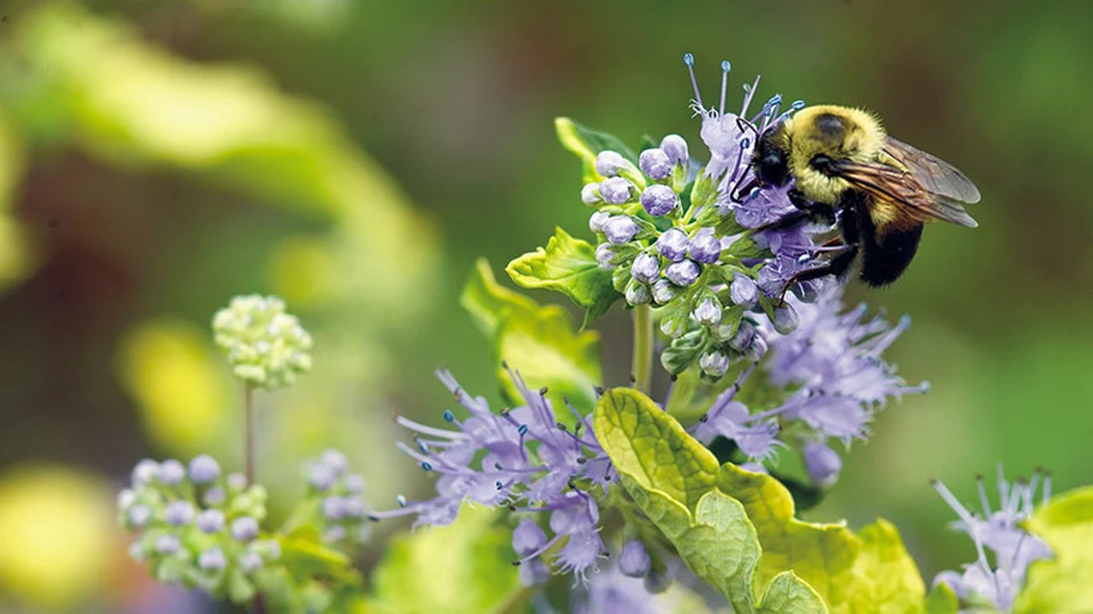 5 flores que transformarán tu jardín en un paraíso para las abejas - image 1