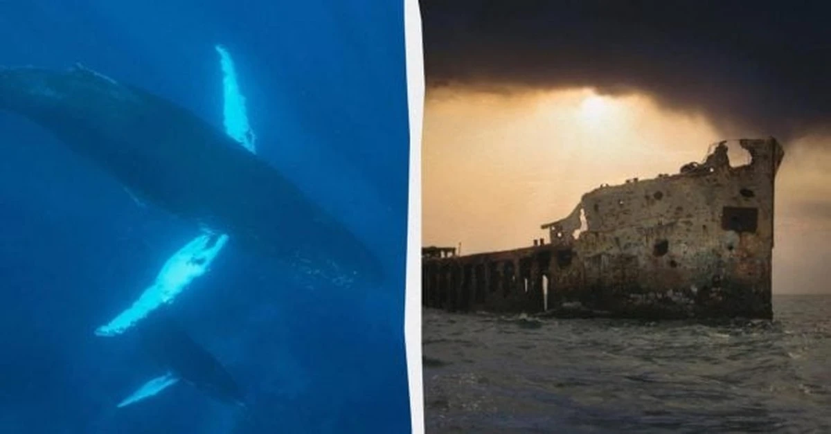 Los escalofriantes sonidos descubiertos cerca del Triángulo de las Bermudas en 1949: la verdad detrás del misterio