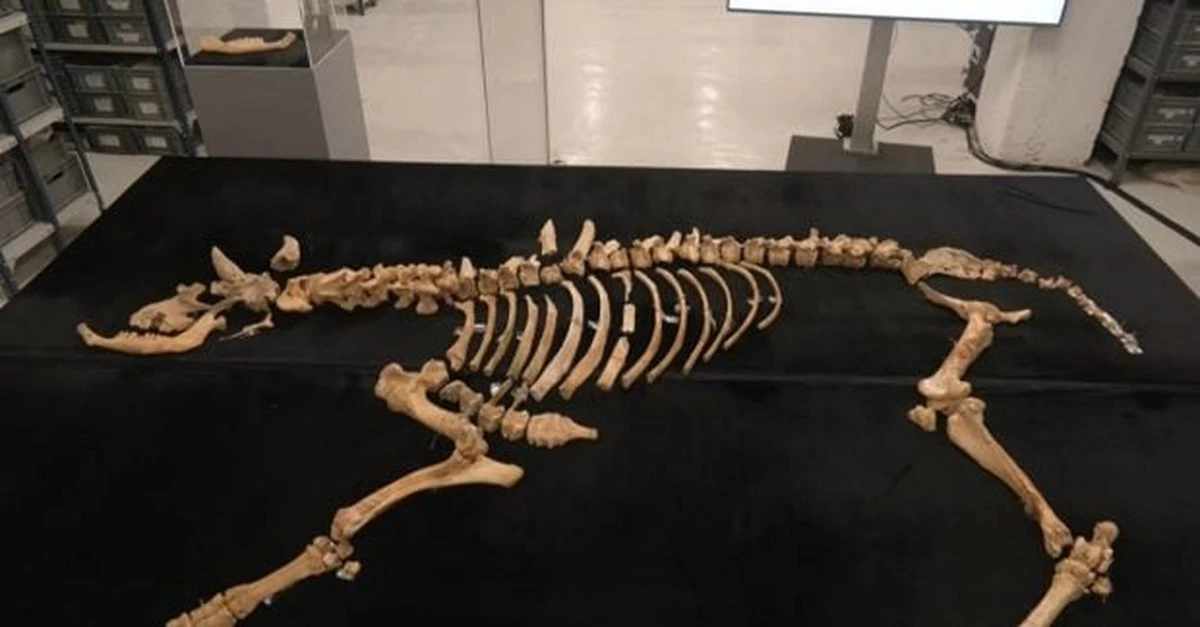 Descubren bisonte de 4000 años con flecha incrustada: ¿el último de su especie en Iberia?