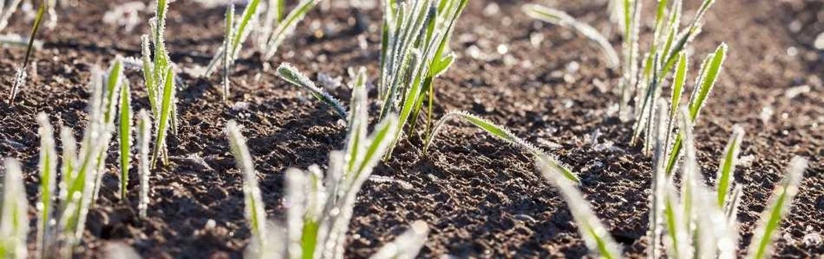 El verano se esfuma: regresan las heladas y amenazan tus cultivos - image 1