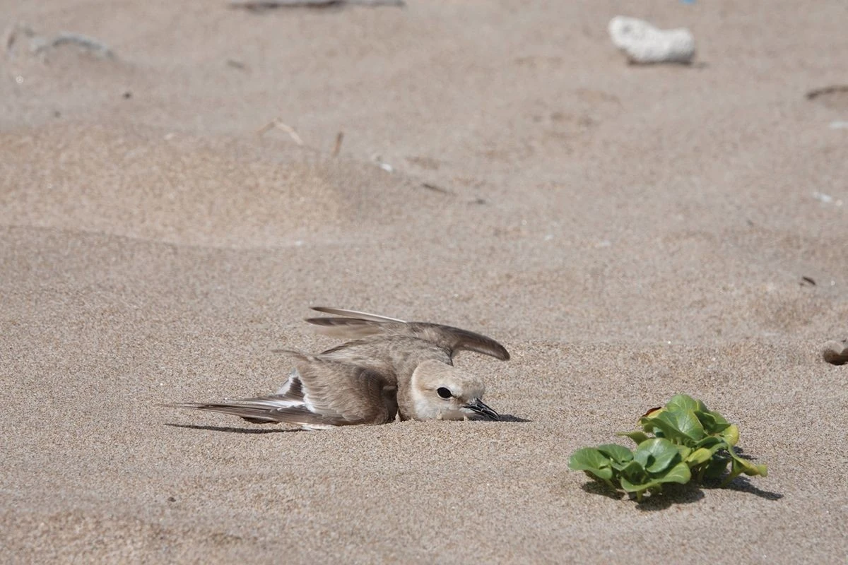 El dron de luto: el ave que aprendió a mentir para sobrevivir en el Kalahari - image 1