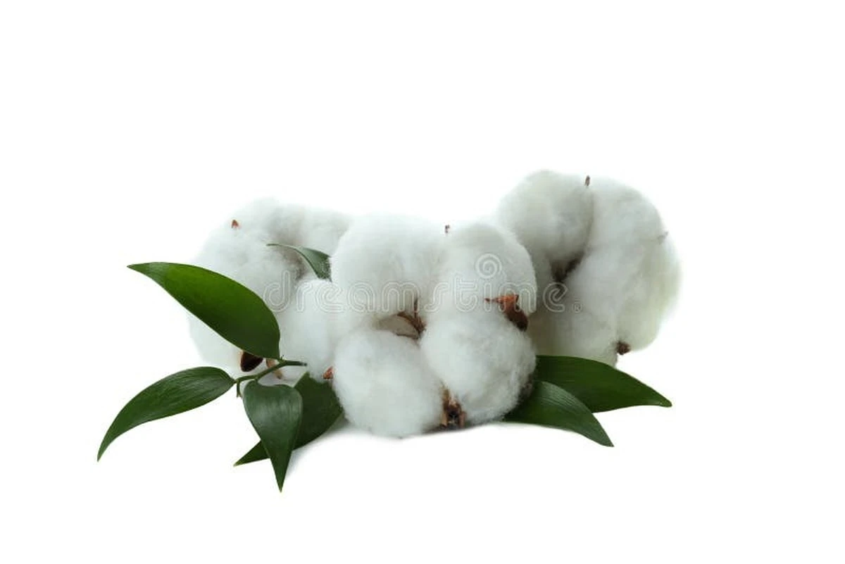 Piel de algodón en tus plantas: Cómo detectar y eliminar las cochinillas algodonosas - image 1