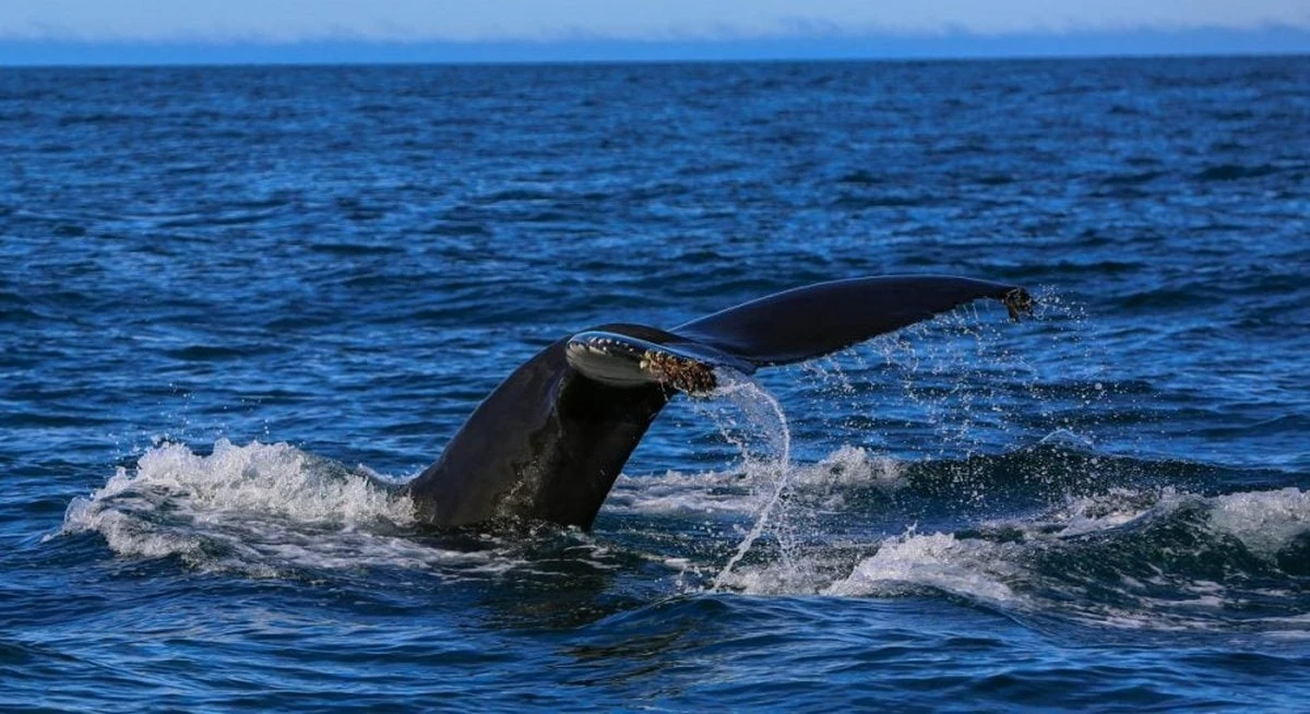 El avistamiento épico: científica captura ADN de una ballena dentada casi mítica