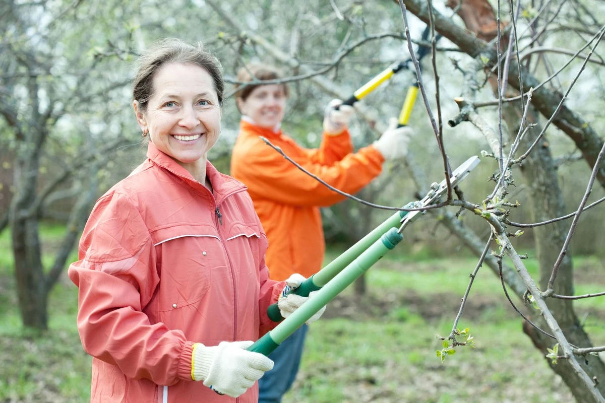 Qué hacer en el jardín en diciembre: tres tareas imprescindibles para jardineros avanzados - image 1