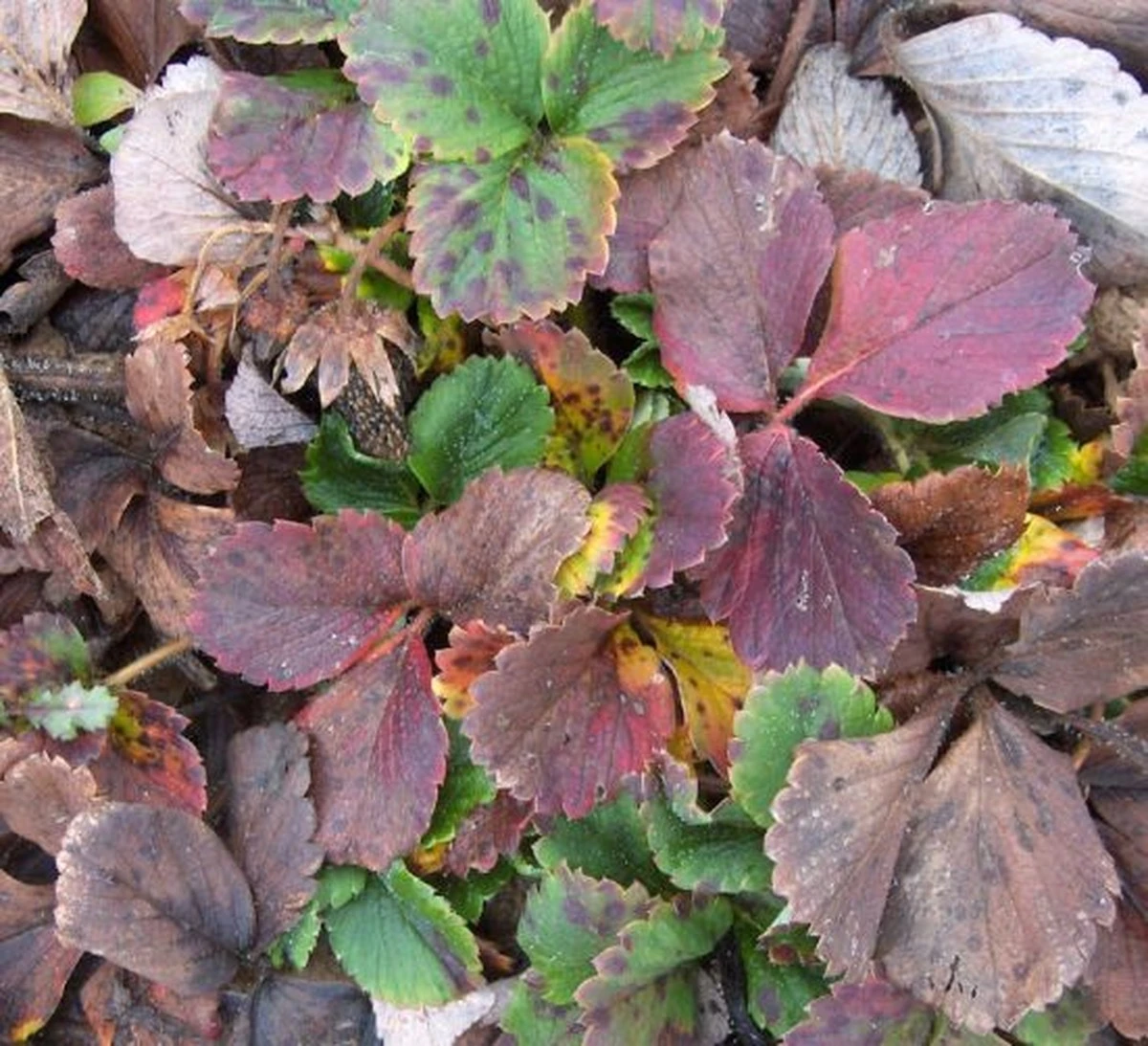 Cómo preparar tus fresas para el invierno: El secreto de los jardineros expertos - image 1
