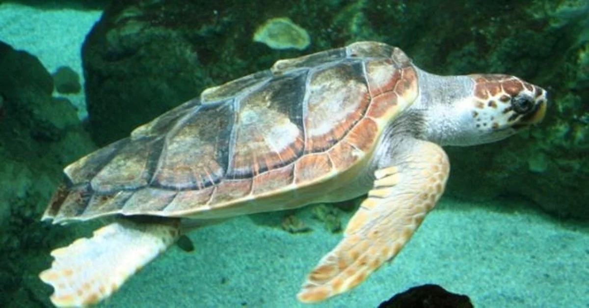 La Tortuga Loggerhead Que Desafió al Mar Mediterráneo: Un Viaje Épico Revela Claves del Cambio Climático