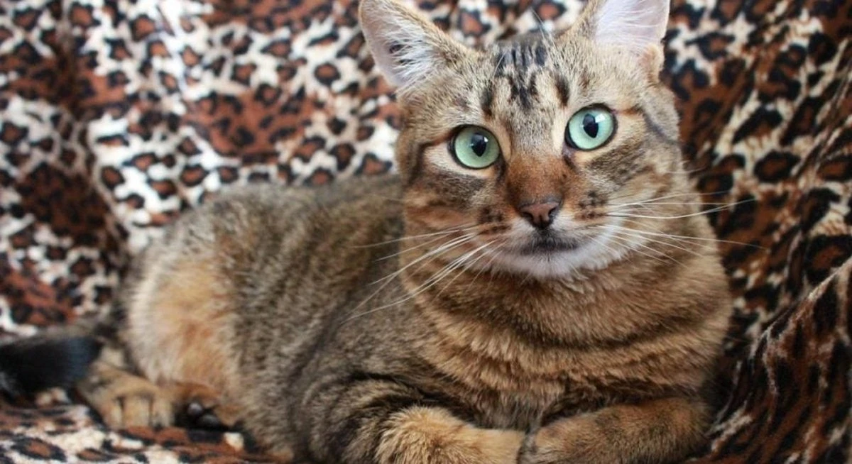 El misterio detrás del ronroneo de tu gato: ¿miente sobre su dolor?