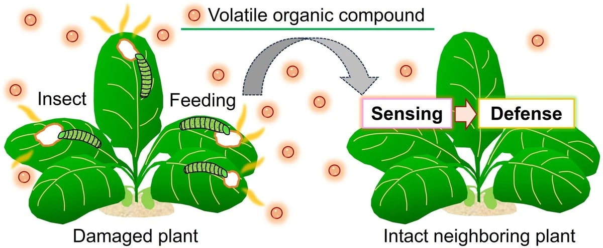 Plantas que gritan: el secreto que los insectos ya conocen y cómo puede salvar tus cosechas - image 1