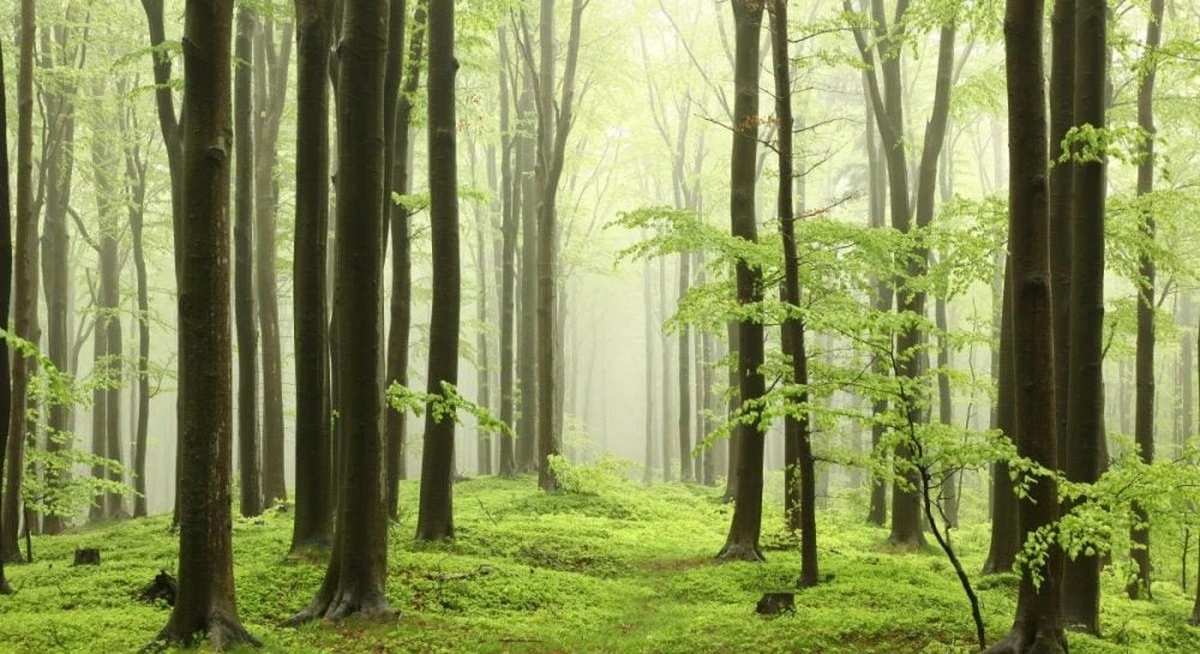 ¿Plantar árboles empeora el cambio climático?