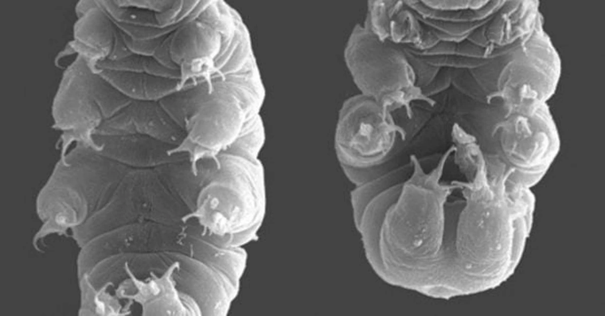 Qué criatura sobrevivirá a la extinción masiva y a los asteroides: La respuesta de los científicos