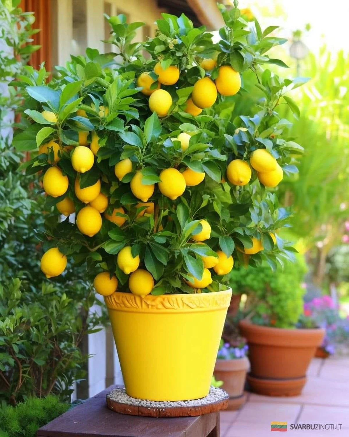 El milagro en tu cocina: Cómo hacer crecer un limonero de semilla paso a paso