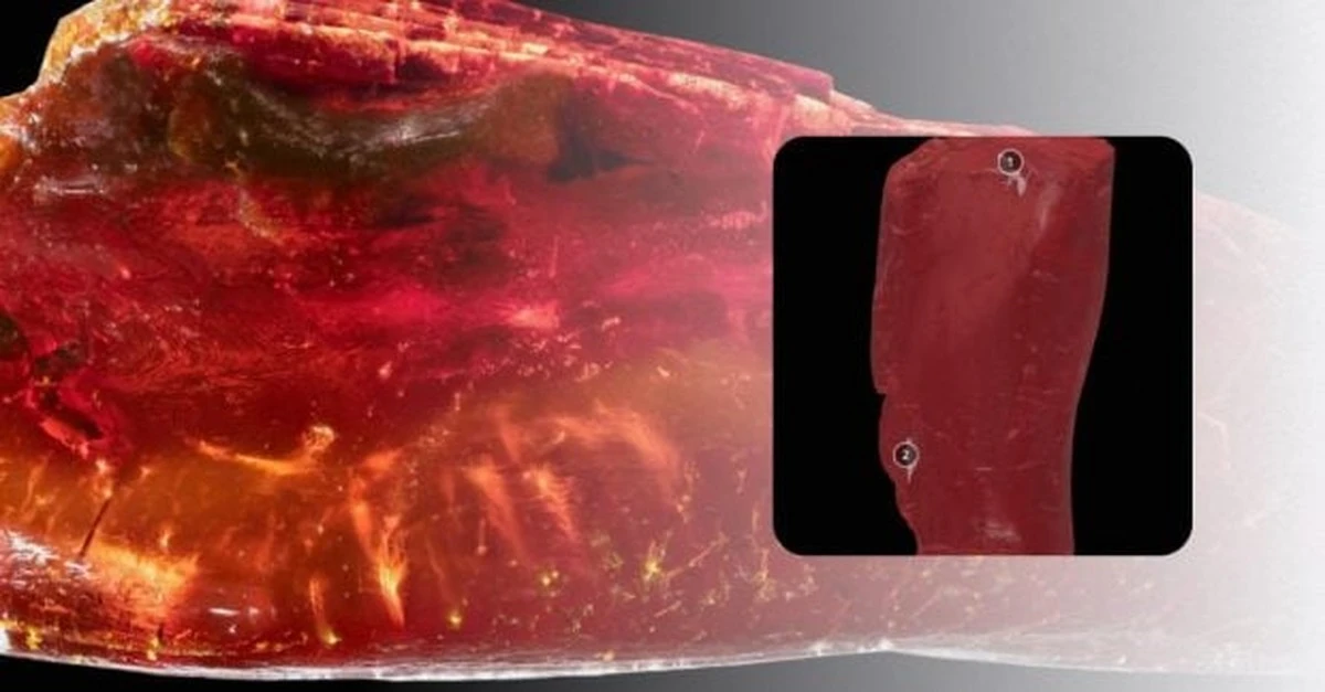 El secreto de la preservación: un hormiguero de 40 millones de años dentro del ámbar de Goethe revela sus secretos