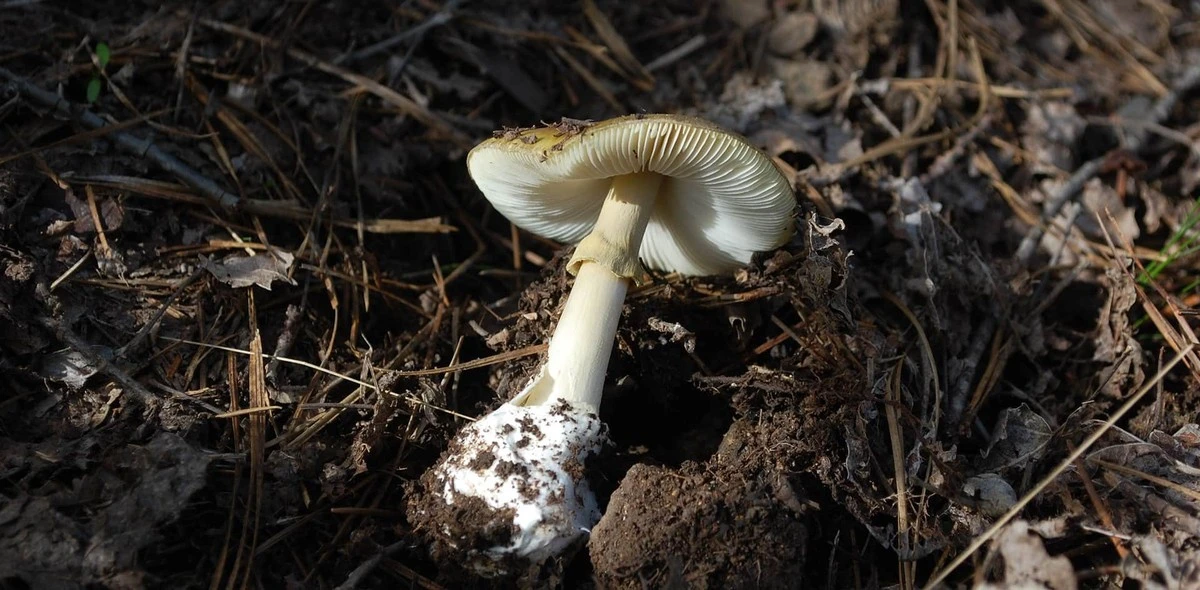 No recolectes este hongo: podrías enfrentarte a una multa de 580 euros - image 1