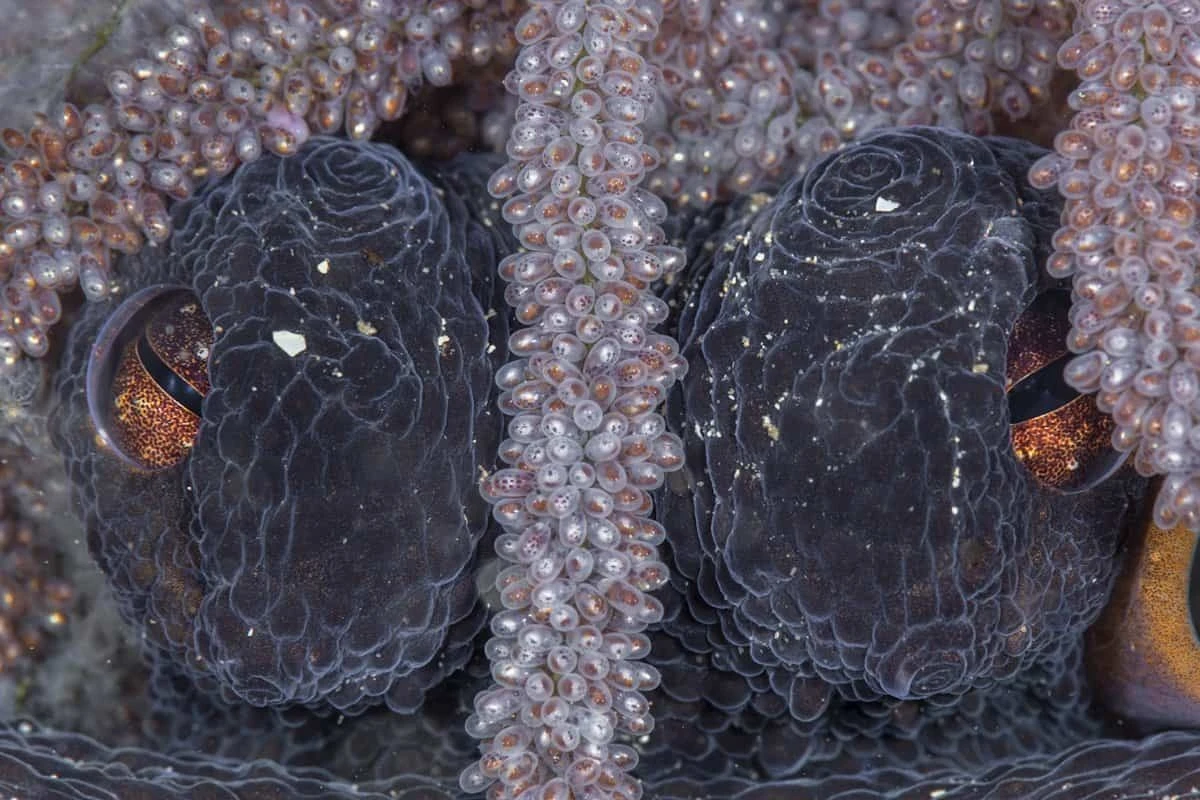 elpulporecord45-extra-1.webp El pulpo récord: 4.5 años criando a sus crías en las profundidades del océano - image 1