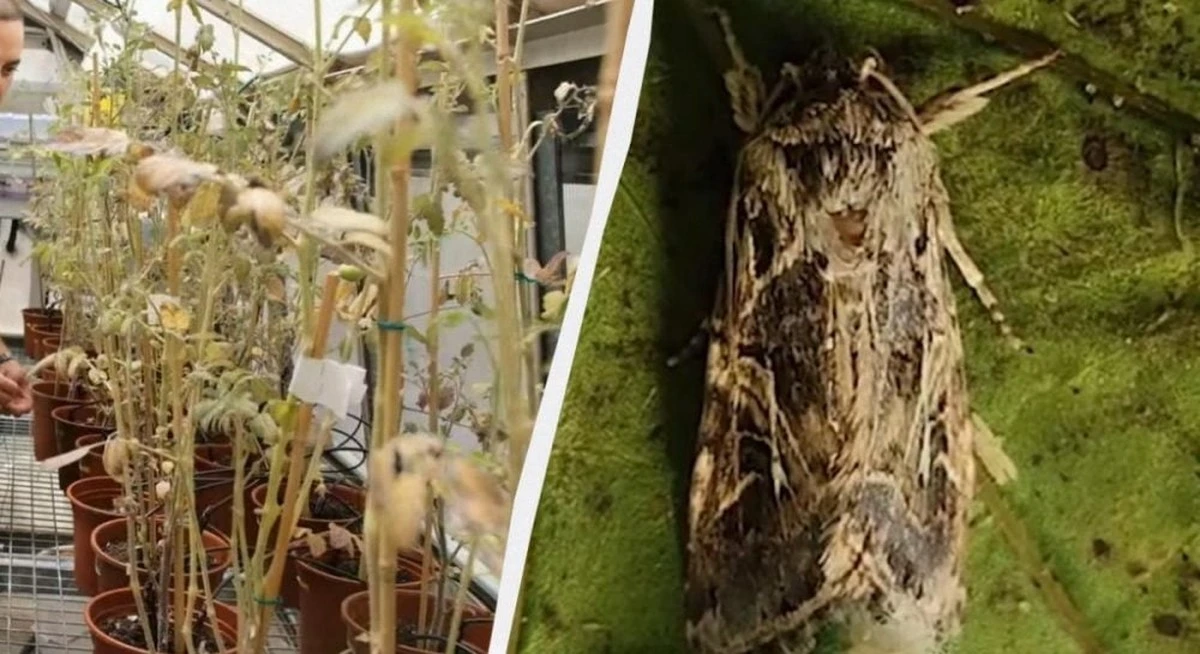 Plantas que gritan: el secreto que los insectos ya conocen y cómo puede salvar tus cosechas