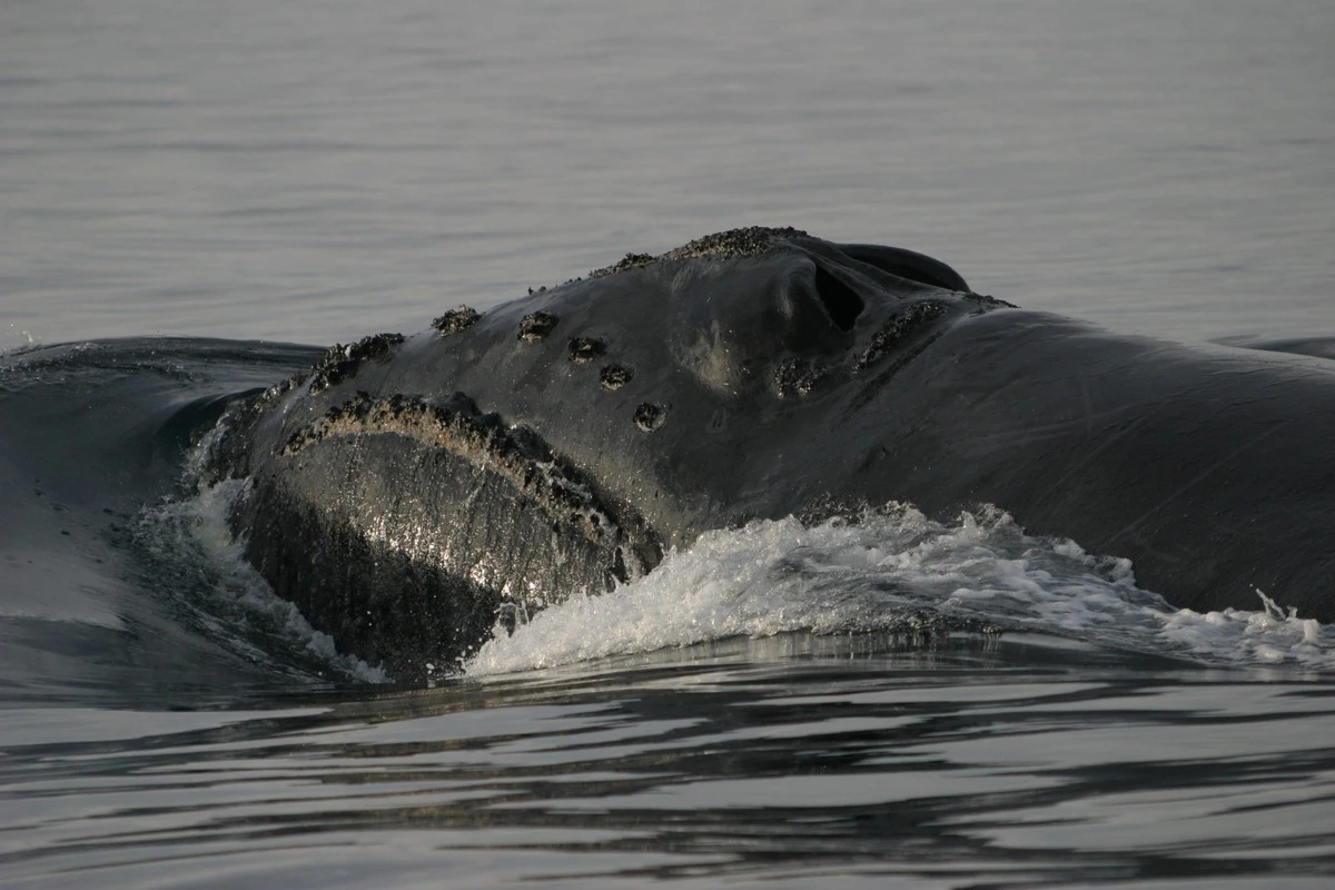 El avistamiento épico: científica captura ADN de una ballena dentada casi mítica - image 1