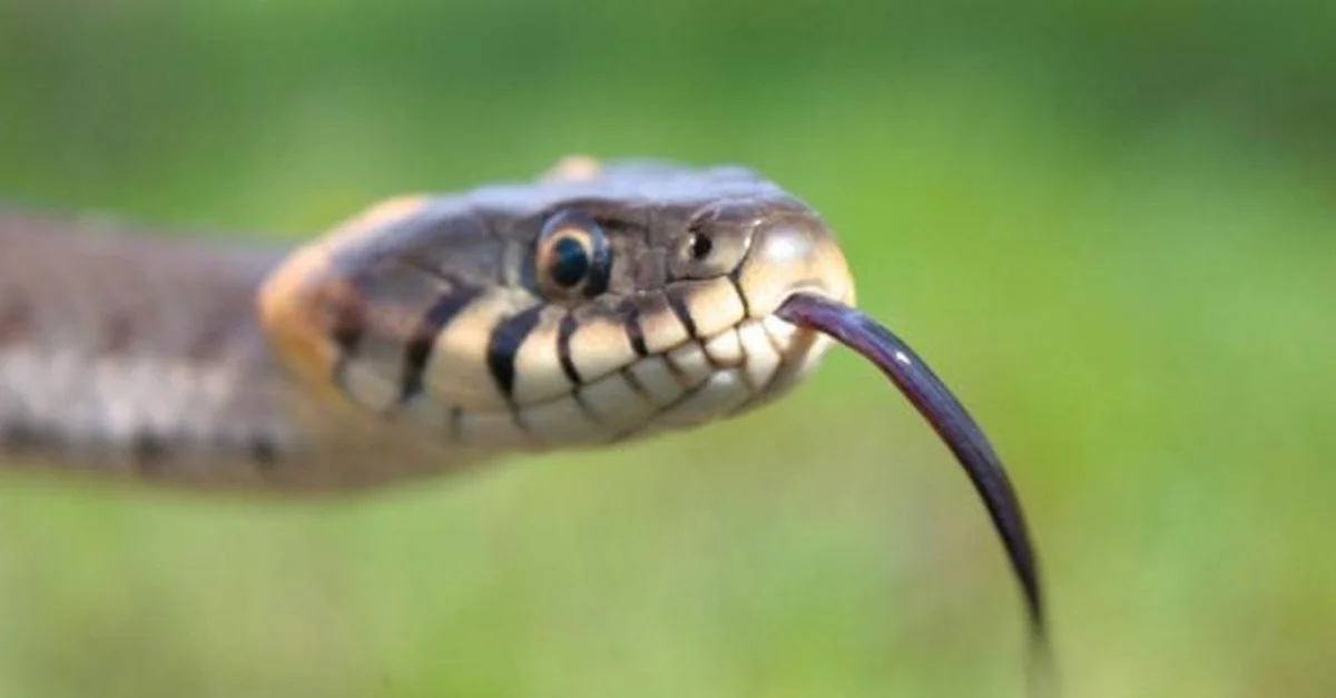 Descubren un fósil de serpiente 'paradójica' de 37 millones de años en el Reino Unido