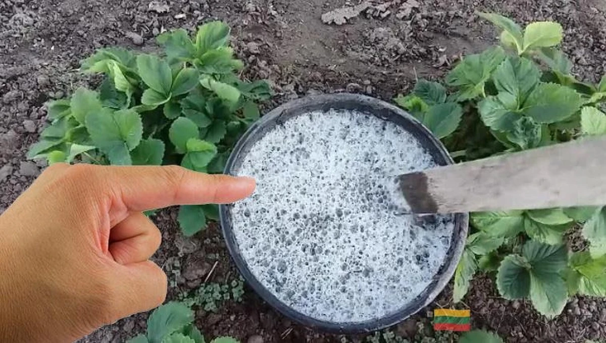 Cómo preparar tus fresas para el invierno: El secreto de los jardineros expertos