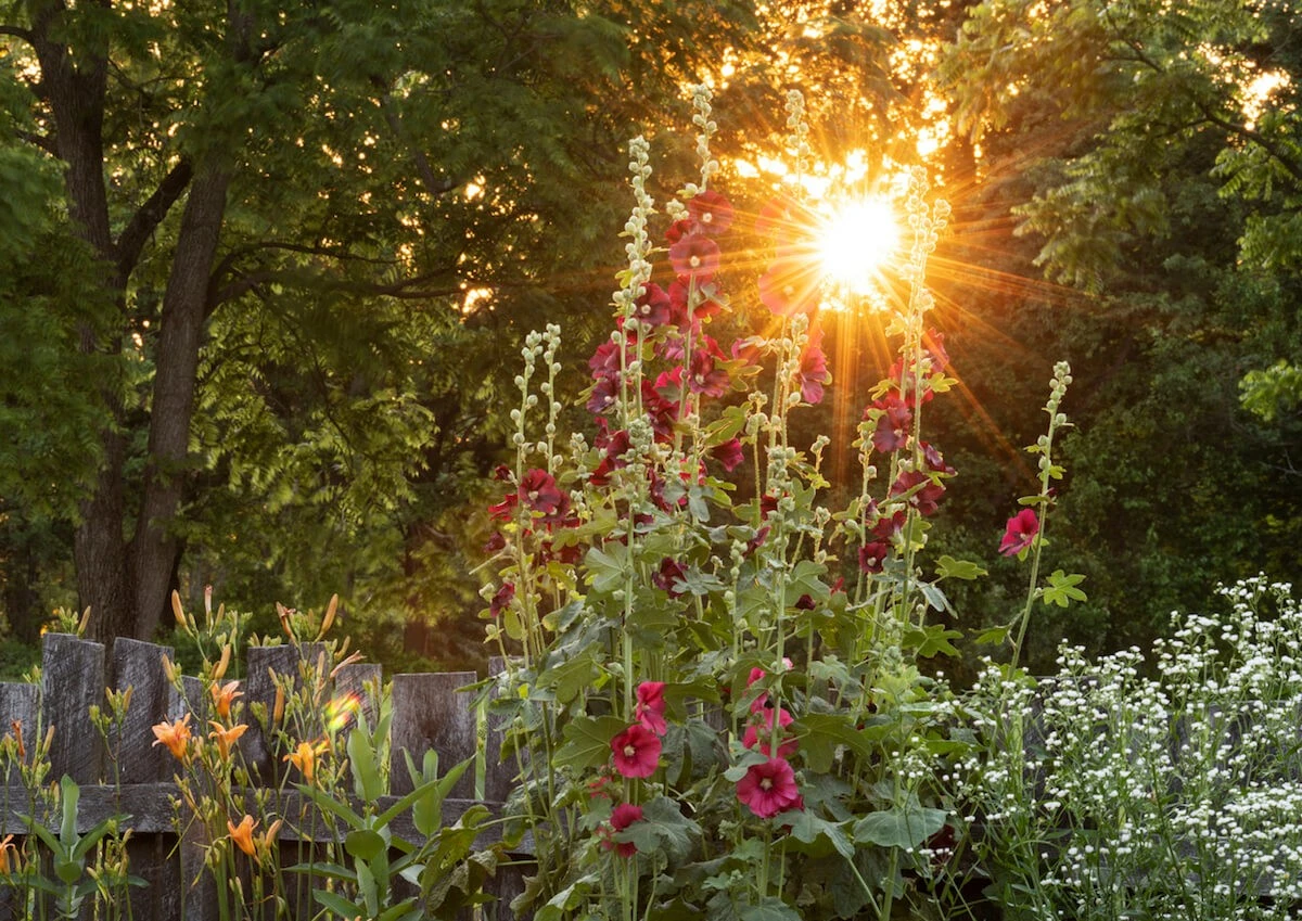 El secreto del hibisco: el lugar perfecto para que florezca sin parar - image 1