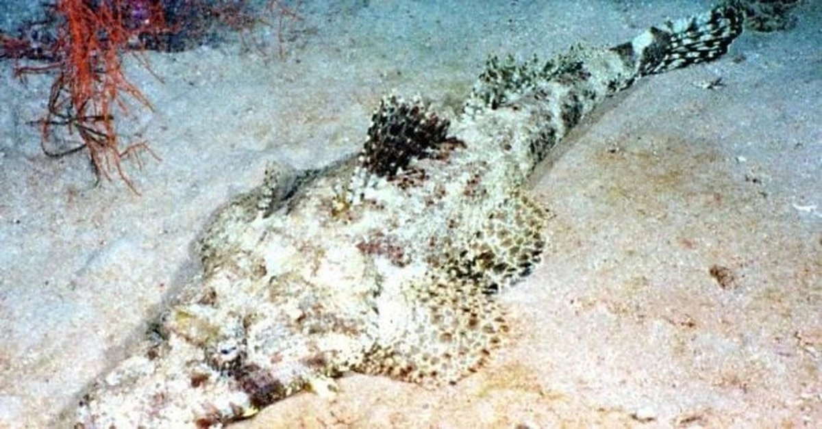 El Thistlegorm: un naufragio de 1941 se ha convertido en el hogar de depredadores submarinos