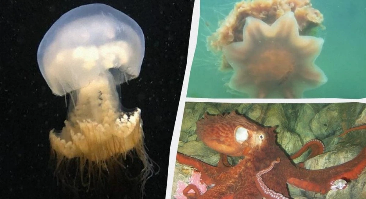 5 criaturas con los tentáculos más largos del mundo que te dejarán sin aliento