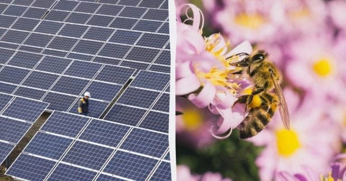 El calor de los paneles solares: una trampa mortal para las abejas