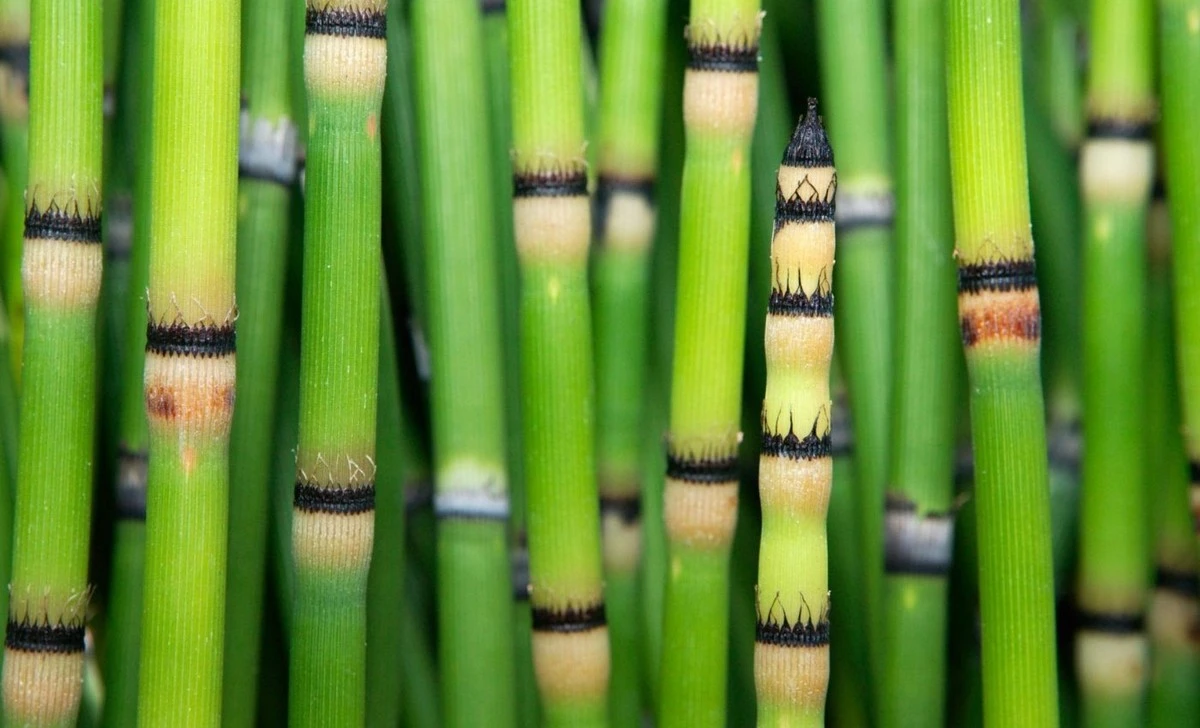 La planta que transforma el agua común en un compuesto 