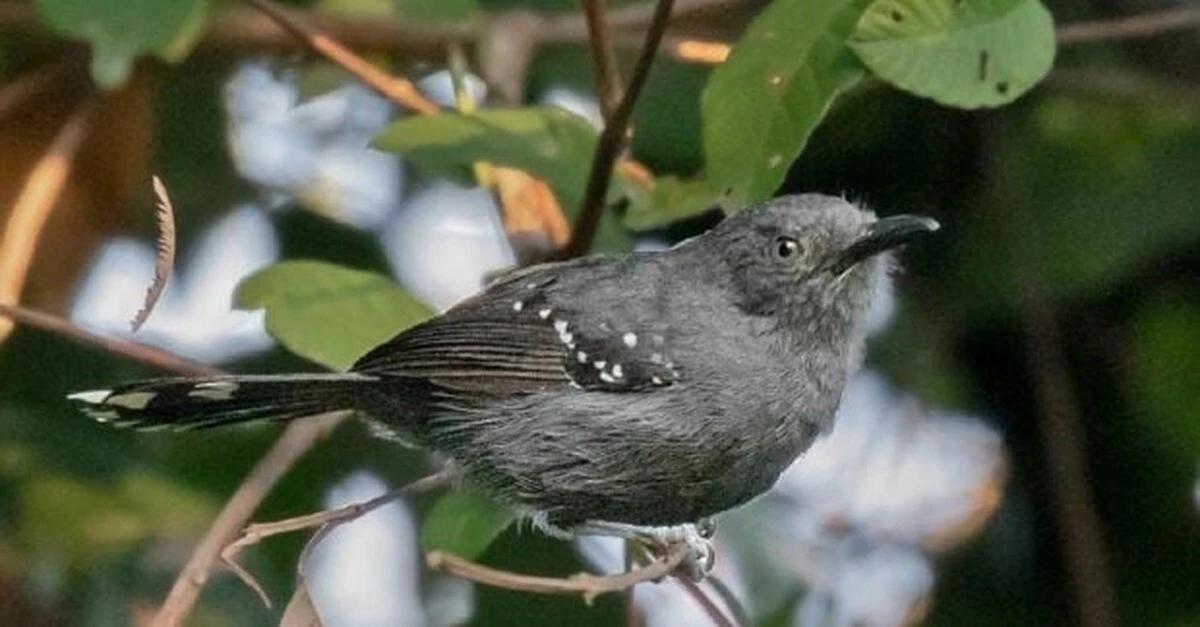 El canto secreto de la Amazonas: 5 especies de 'atrapamoscas grises' emergen de un solo pájaro