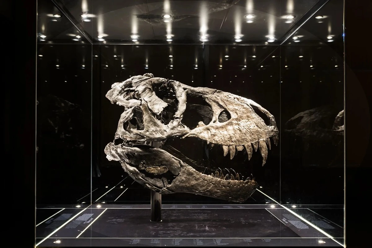 descubrenenchin-extra-1.webp Descubren en China resto de un titanosaurio gigante que vivió hace 147 millones de años - image 1