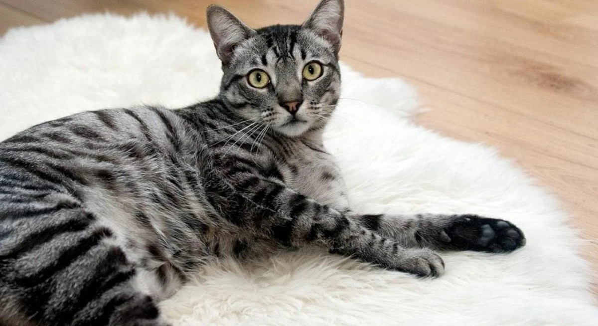 El ronroneo del gato: la huella dactilar única de tu felino