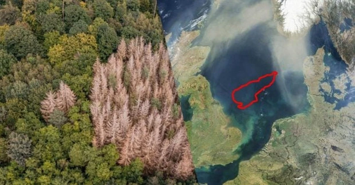 Más de 16.000 años de agua: el paraíso perdido bajo el Mar del Norte revela sus secretos arbóreos