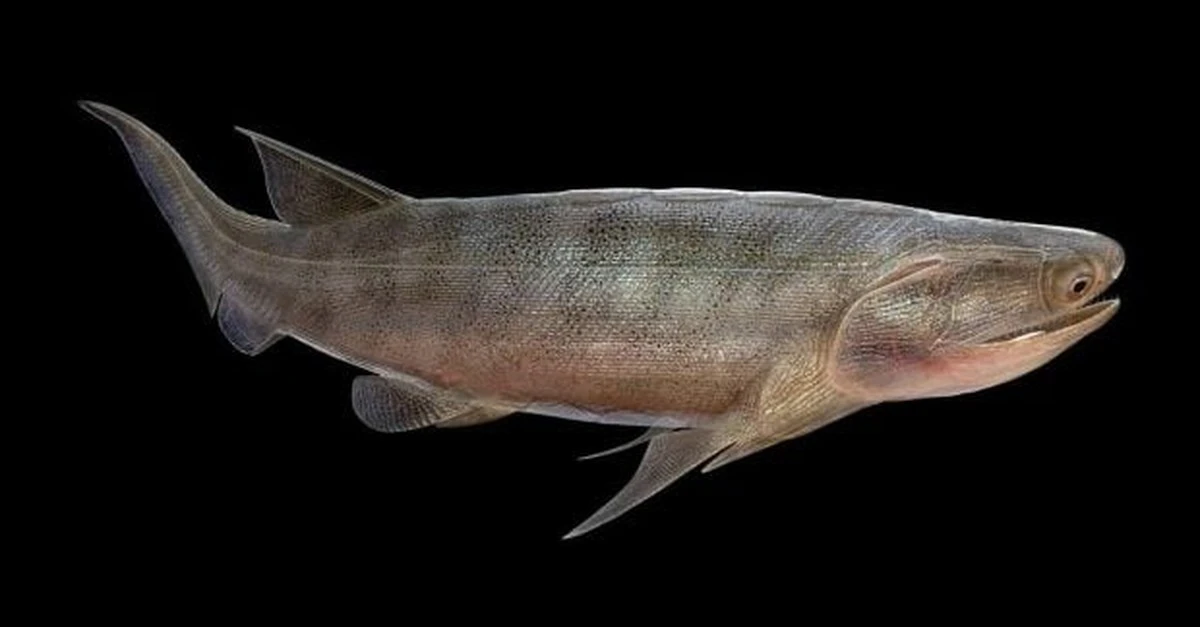 Descubren fósiles de 436 millones de años: un hallazgo que redefine la evolución de los peces óseos