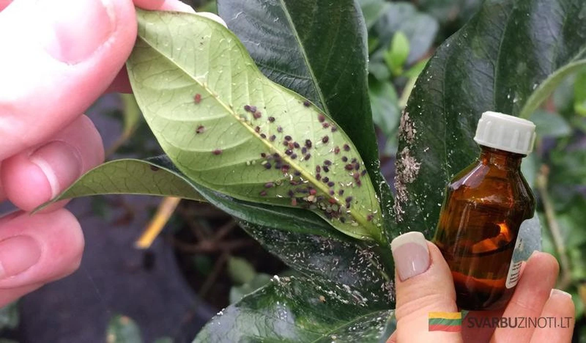 Adiós a las arañas rojas y pulgones: remedios caseros que sí funcionan en tu huerto
