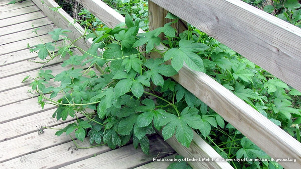 Evita estas 3 plantas populares: arruinarán tu jardín y tu paciencia - image 1