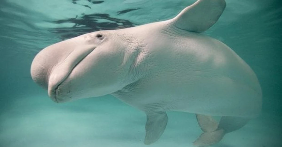 La desconcertante monogamia de las belugas: un estudio genético revela su sorprendente estrategia de apareamiento