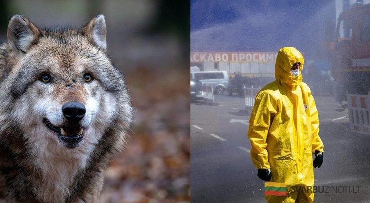 Lobos mutantes de Chernóbil: una clave inesperada contra el cáncer