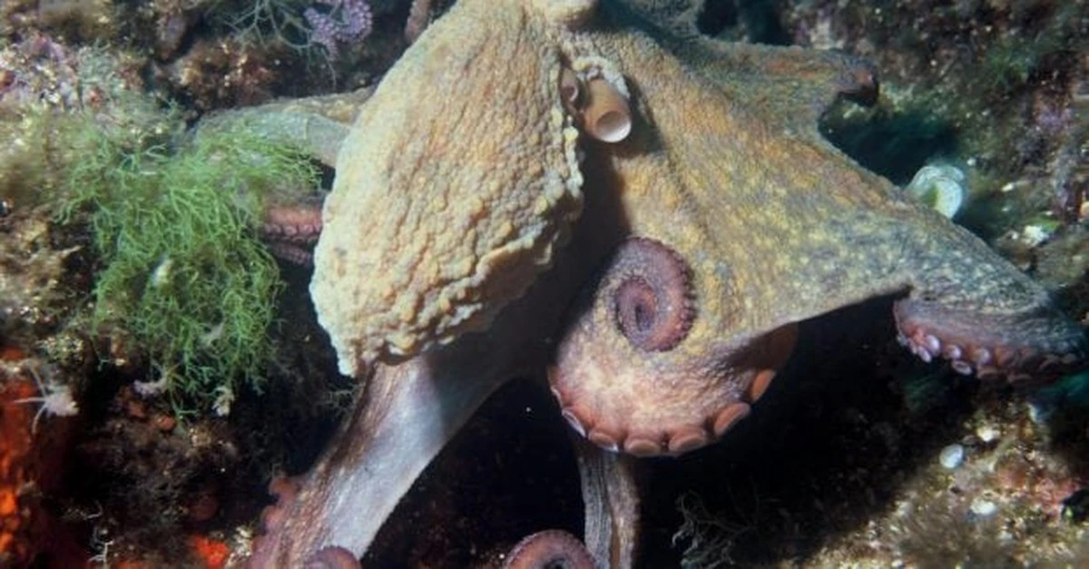 Si los humanos desaparecieran, este animal tomaría el control del planeta: te sorprenderá