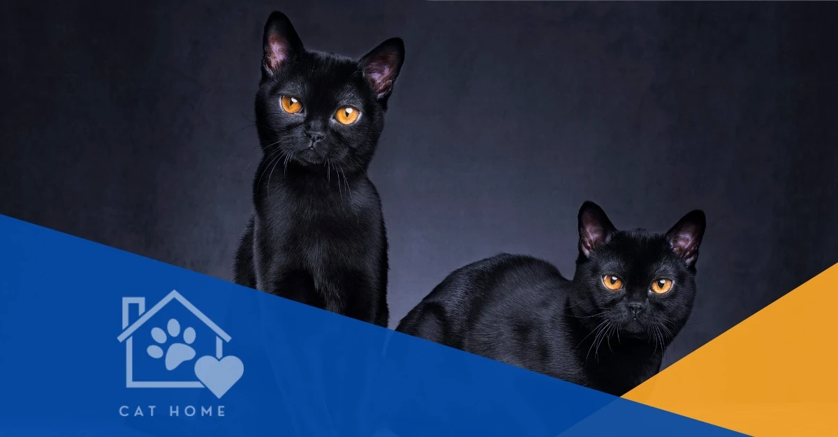 8 señales en tu gato que indican energía negativa en casa - image 1