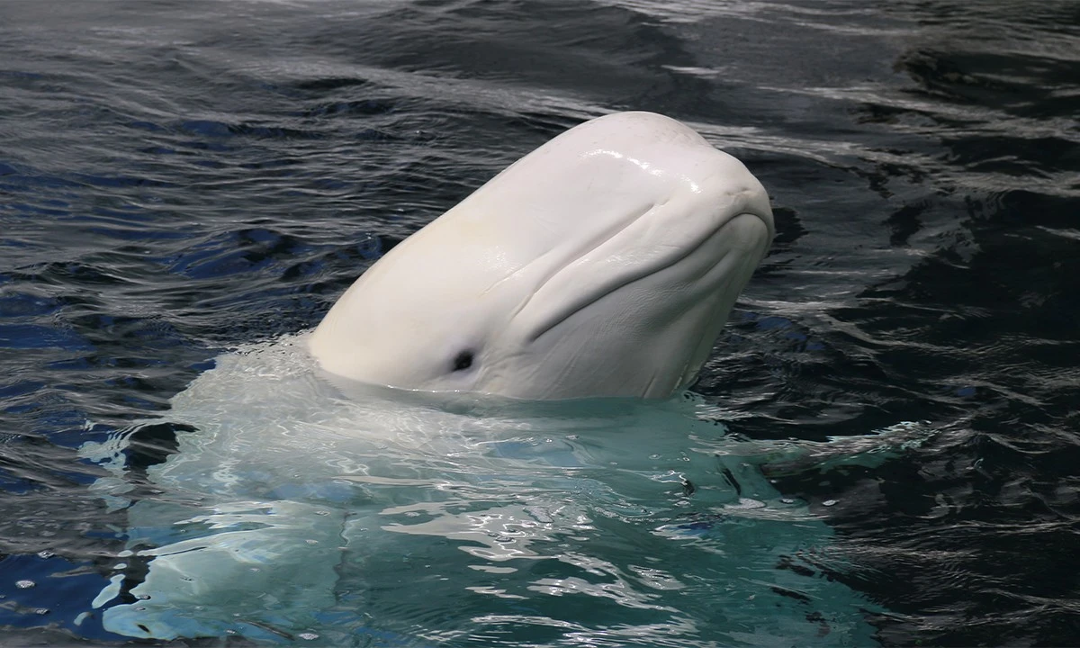 La desconcertante monogamia de las belugas: un estudio genético revela su sorprendente estrategia de apareamiento - image 1