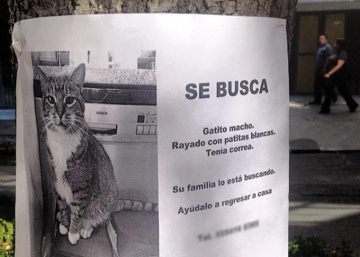 El trágico final de Mikutis: la historia oculta tras la muerte de un querido gato - image 1